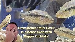 Cichlid Aquariums & the challenges of aggressive fish #Cichlid