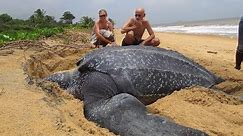 World’s Largest Sea Turtle Emerges From The Sea! Over 2000 pounds!