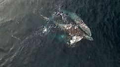 Mating Whales