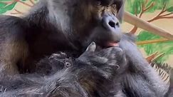 A moment with Mwelu. 🤍 🎥: Keeper Audrey #love #animals #gorilla #primate #ape #memphis | Memphis Zoo