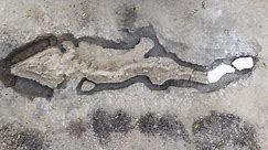 Sea dragon fossil discovered