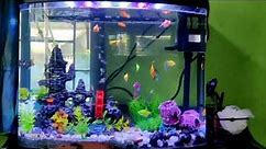 Glofish Tank Setup