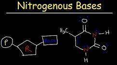Nucleosides vs Nucleotides, Purines vs Pyrimidines - Nitrogenous Bases - DNA & RNA