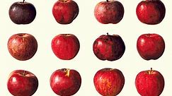 The Ultimate Apple Guide to 85 Varieties, From Heirlooms to Hybrids