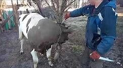 Fast slaughter of a bull/быстрий забой быка!!! #2