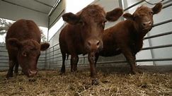 The unlikely role red cows play in war between Israel and Hamas