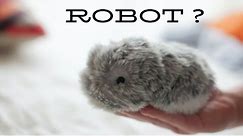 7 CUTE ROBOTS that are like PETS