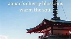Experience Japan's Cherry Blossom Culture