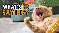 10 Cat Vocalizations And What They Mean