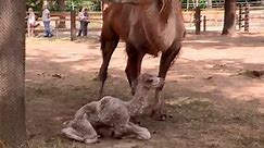 Baby camel's first steps are as wobbly and wonderful as you'd expect