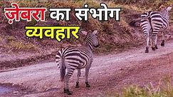 ज़ेबरा का संभोग व्यवहार | zebra mating रोचक जानकारी | Zebras Animal Mating Cycle In Hindi