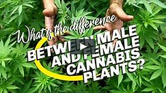 What is the difference between male and female cannabis plants?
