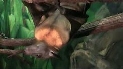 Fruit Bats Hanging Out at the Houston Zoo