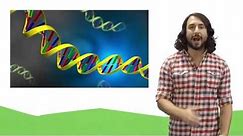 Nucleic Acids: DNA and RNA