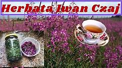 Herbata Iwan Czaj / Wierzbówka Kiprzyca / Niesamowite działanie