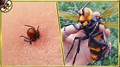 30 Most Dangerous Insects In The World
