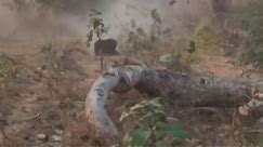 Shocking footage of a bear being shot after killing three people