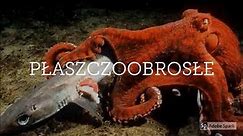 Głowonogi - Inteligentne Mięczaki (Cephalopods - Intelligent Molluscs)