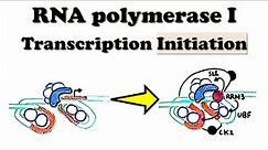 RNA polymerase I Transcription INITIATION - UBF and SL1 function in rRNA transcription