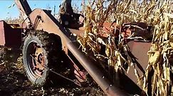 Old fashioned ear corn harvest with 2 MH Corn Picker Mounted on 1950 M Farmall.