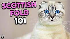 Scottish Fold Cat 101 - Must Watch Before Getting One | Cat Breeds 101