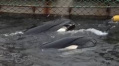 Russian officials charge companies that illegally captured whales - video Dailymotion