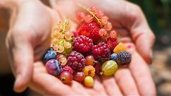 Harvesting 12 DIFFERENT kinds of BERRIES at ONCE from the GARDEN