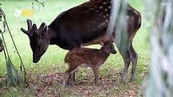 Check Out this Ultra-Rare Spotted Deer Born at Chester Zoo