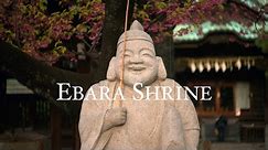 Ebara Shrine Cherry Blossoms - Japan (4K HDR) / 荏原神社 寒緋桜
