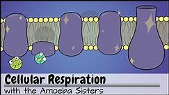 Cellular Respiration (UPDATED)