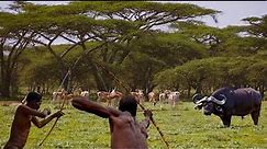 Amazing How Hadzabe Tribe Survive by Hunting in the Wild