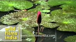 Water lily (family Nymphaeaceae) in a pond in Kerala