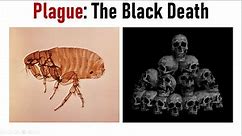 Rat-Flea-Yersinia: Three Deadly Culprits of Plague | Black Death | Pneumonic & Bubonic Plague