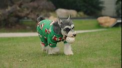 Cute Santa Claus Xmas Pet Jammies Dog Pajamas Soft Christmas PJS, Back Length 16" Medium Green