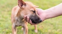 Dog Communication: 10 Ways Dogs Communicate with Us | PetCoach