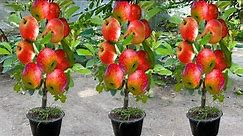 How To Growing Apples Fruit To Apples Trees Using Eggs and Aloe Vera, How To Grow Apples Trees