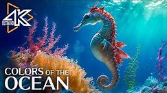 Aquarium 4K VIDEO UHD - The Awe Inspiring Beauty of Marine Life - Stunning Aquarium Relax Music #3