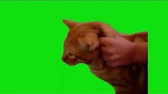 Cat Screaming NOOO Meme Green Screen Chroma Key Template #cats