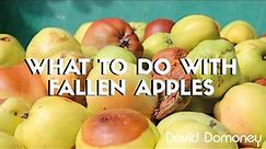 What to do with fallen apples before they rot with David Domoney