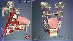 Tongue Muscles & Parts | 3D Human Anatomy | Organs