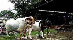 Natural boer goat farming | Goat farming in village