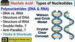 Polynucleotides | DNA vs RNA | Watson and Crick Model of DNA