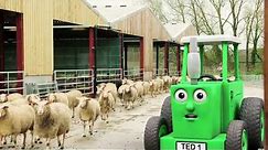 Tractor Ted - Hello Ewe!