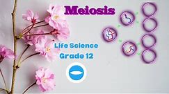Grade 12 | Meiosis processes | Life Science |