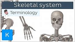Skeletal system - Anatomical terminology for healthcare professionals | Kenhub