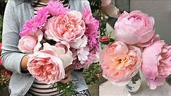 Top 10 Most Beautiful David Austin Roses in my garden!💐