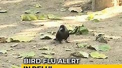 Amid Avian Flu Fears, Doctors Probe Crow Deaths At Delhi Park | Read