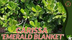 CARISSA 'EMERALD BLANKET' Information & Growing Tips! (Carissa macrocarpa)