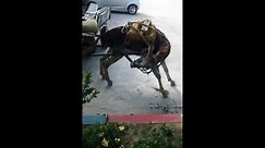 Donkey gets it alone in Dominican Republic