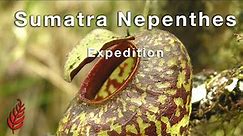 Sumatra Nepenthes Expedition
